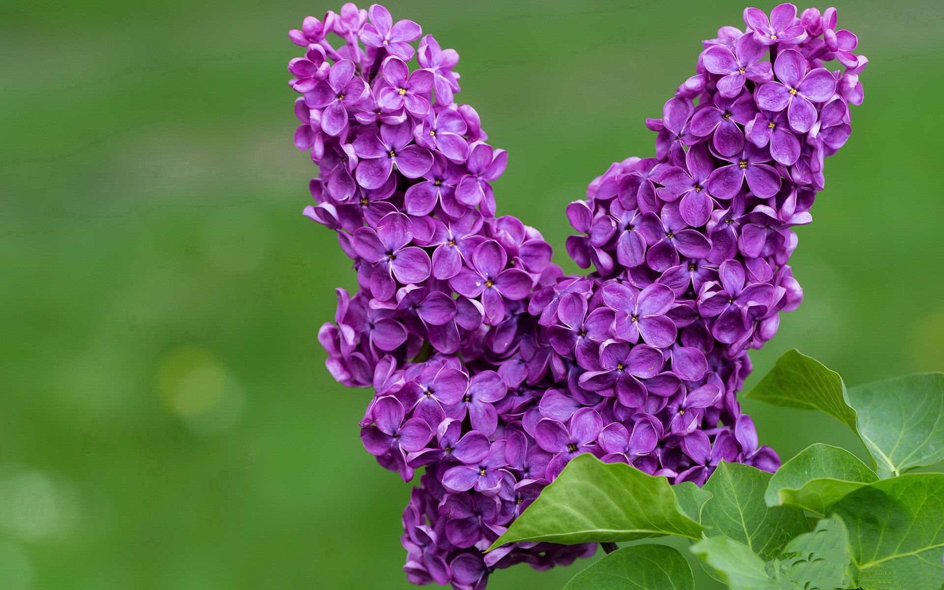 橙色旋风踏平潘帕斯雄鹰，罗德里戈两度亮剑改写美洲杯格局
