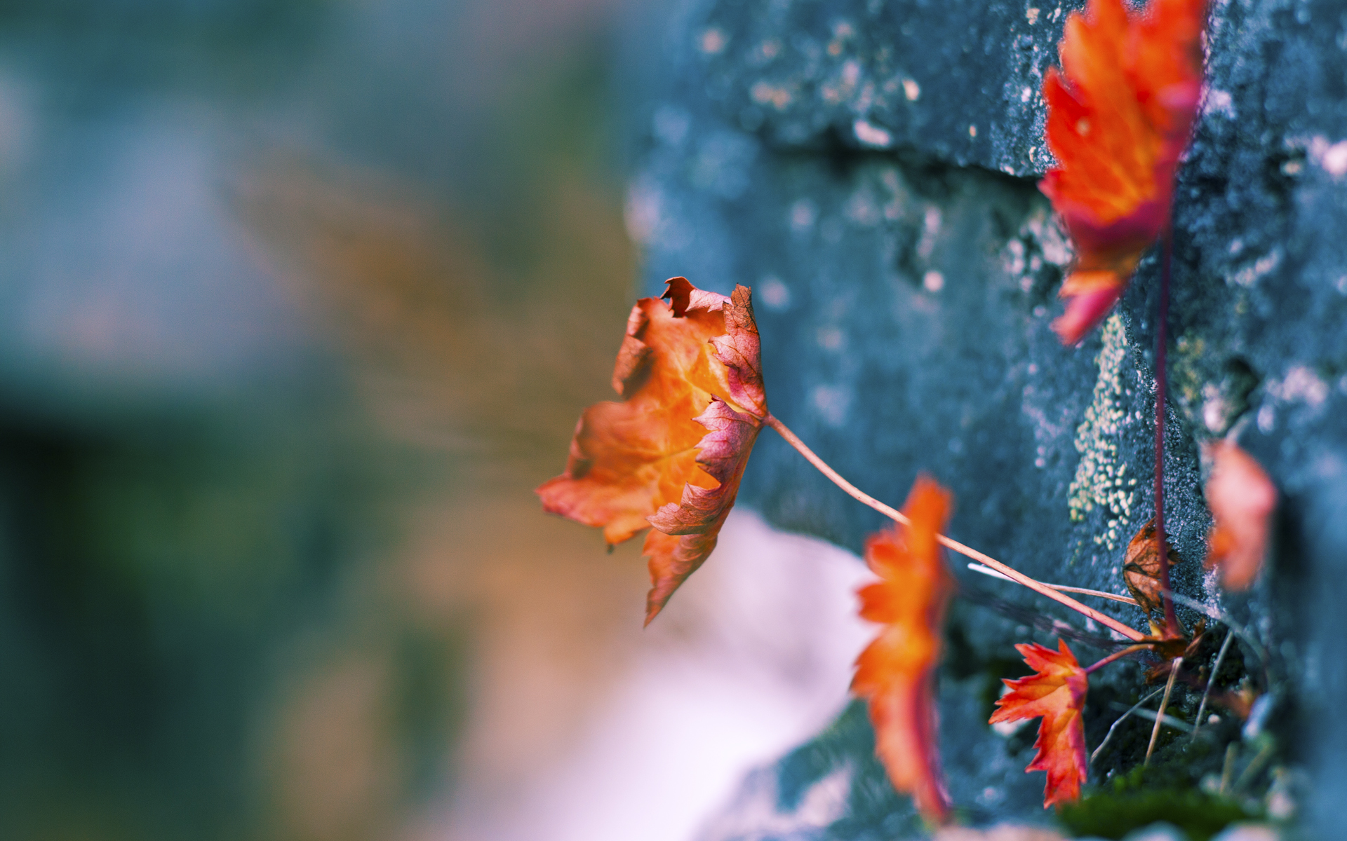 开云体育登录-终极大乱斗！黄蜂锋雨战术全方位压制，爱德华兹连破防线成无解难题