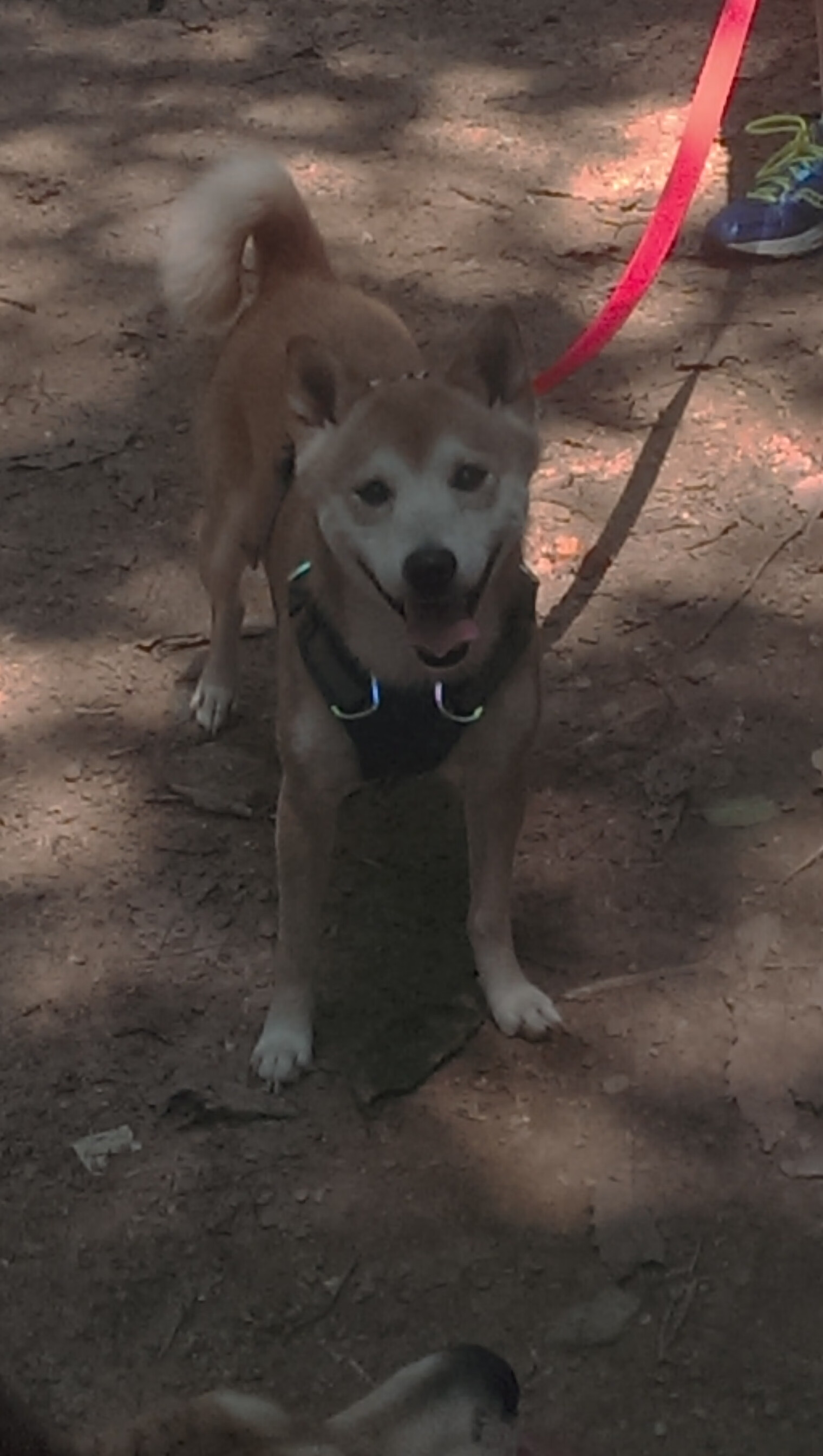 开云体育在线-2026世界杯之夜，李刚仁的悬疑高能九十分钟