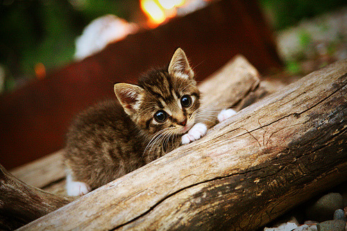 开云体育APP下载-北非之光吞噬意大利蓝，阿尔瓦雷斯一剑封喉，摩洛哥豪门完美压制那不勒斯