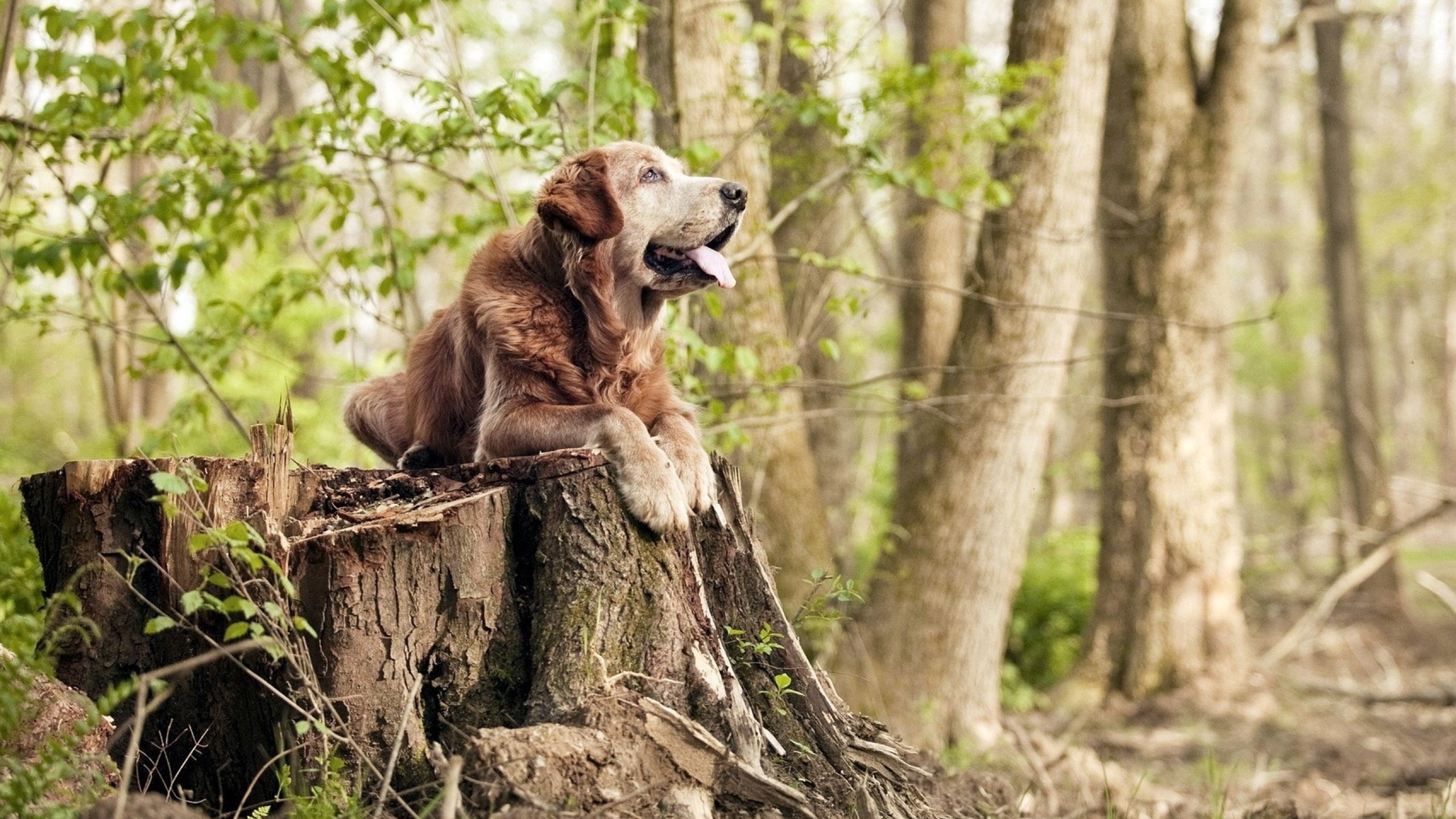 时空裂隙下的决战,马刺穿越CBA,总决赛粉碎辽宁王朝?