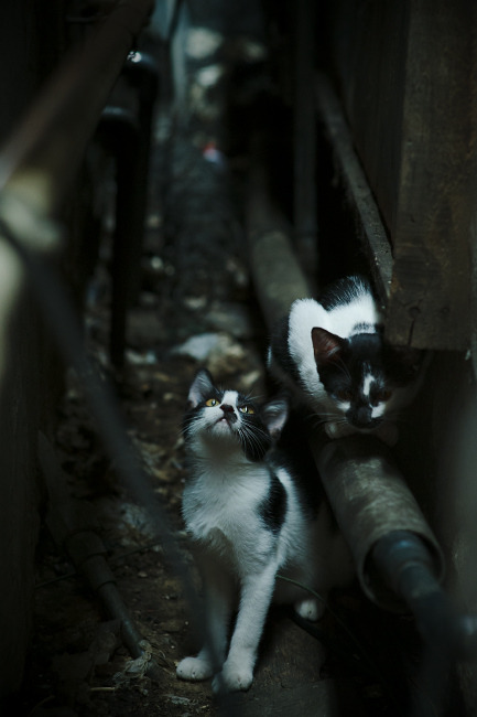 开云体育中国-武切维奇在美加墨的禁区，一次远比灰熊轻取湖人更震撼的接管