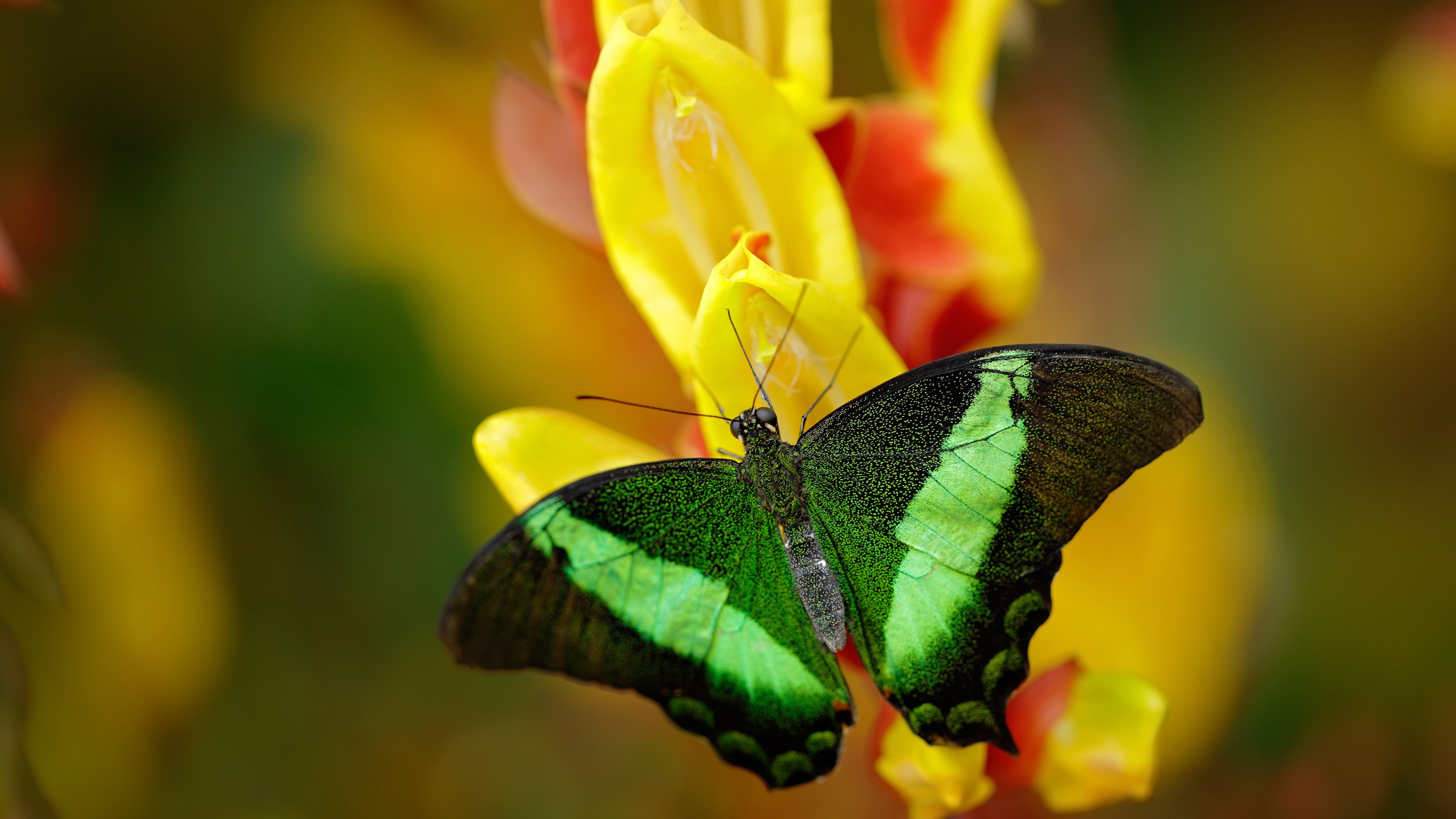 萨卡的第三个梦，在梅阿查为尼日利亚鏖战国际蓝黑