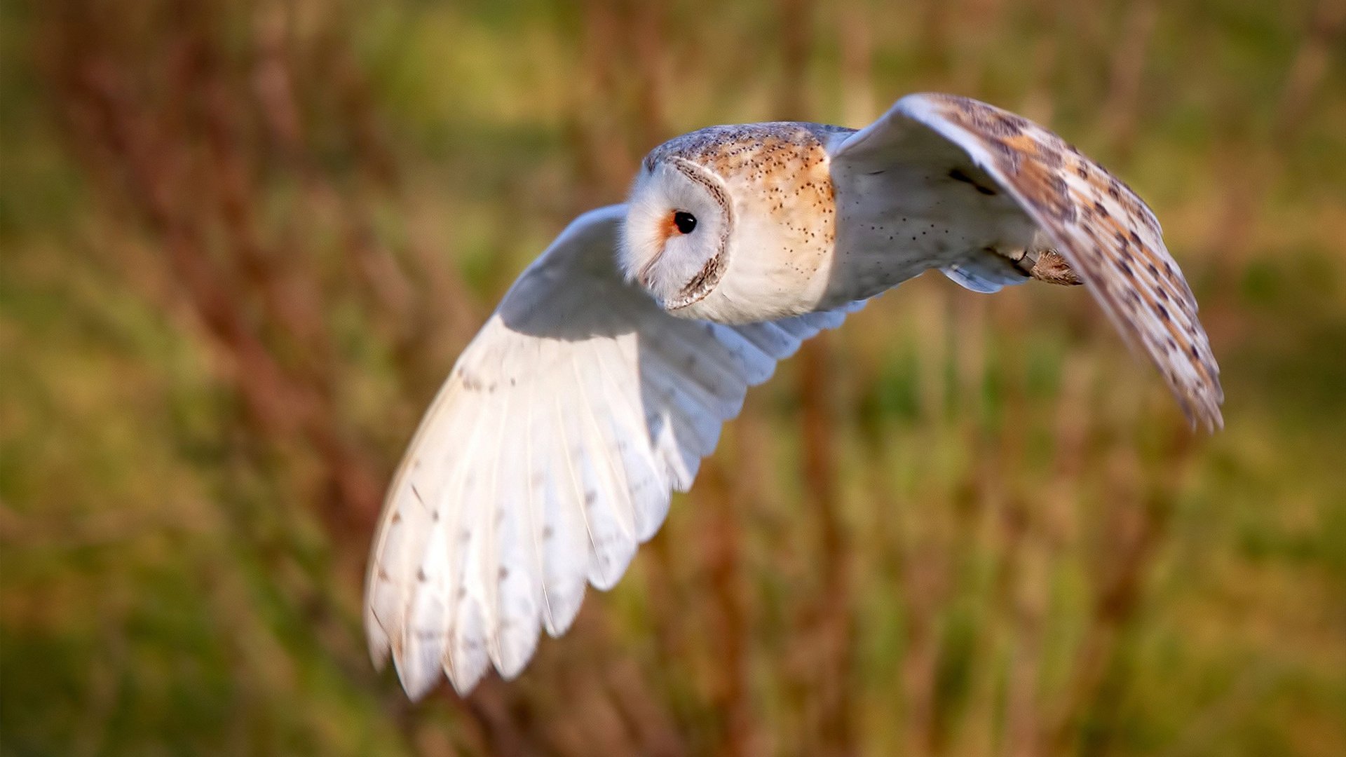 跨界对决的唯一性，库里数据爆炸引领雄鹿轻取上海队
