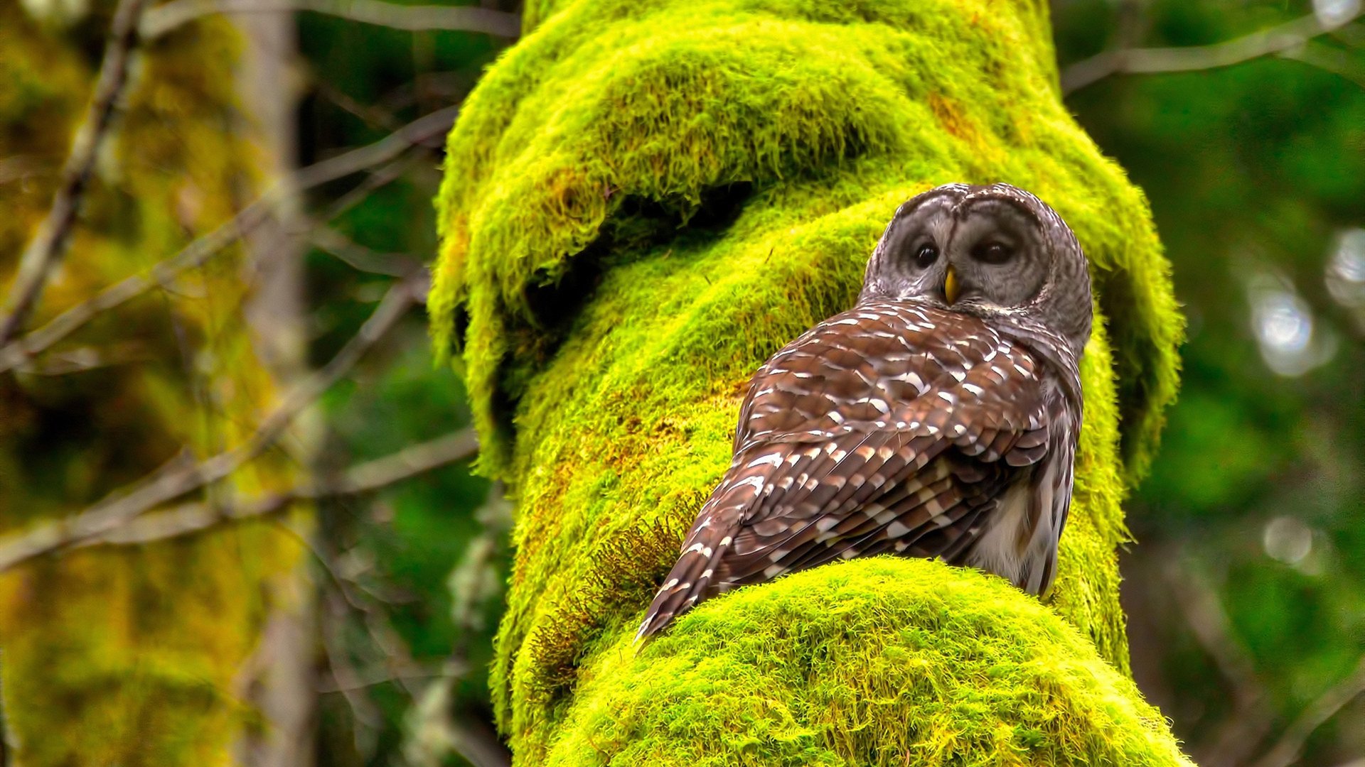 开云官网-闪电战，哥斯达黎加速胜英格兰，厄德高式魔术令三狮军团无解