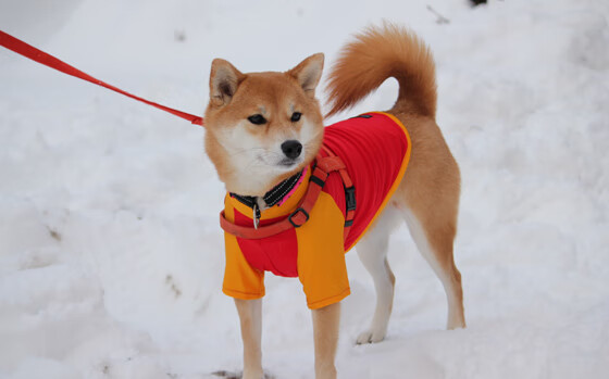 开云体育官网-唯一性的双星，乌克兰足球的收割与拉亚篮球的接管
