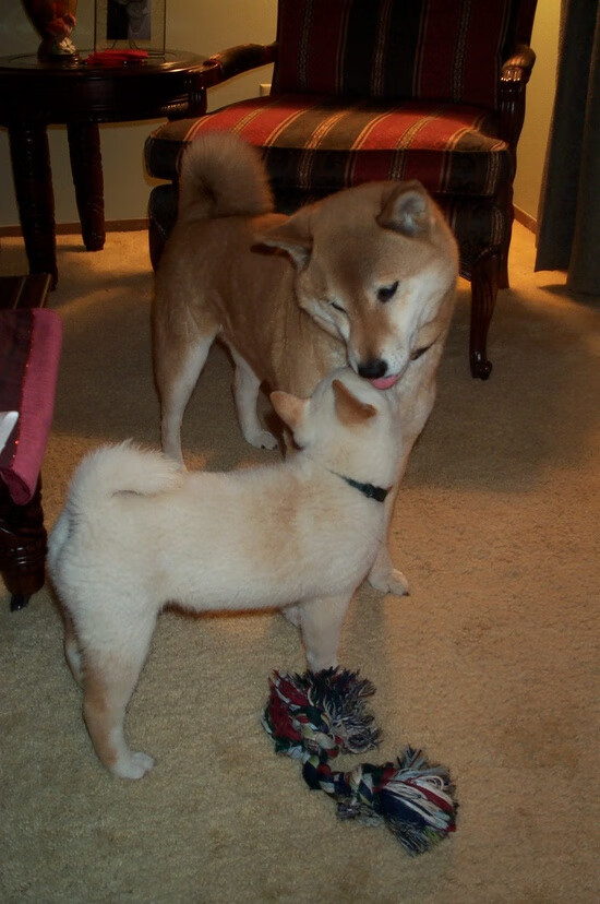 陨落与升腾，福克斯关键一役粉碎灰熊，北京队创造平行宇宙奇迹