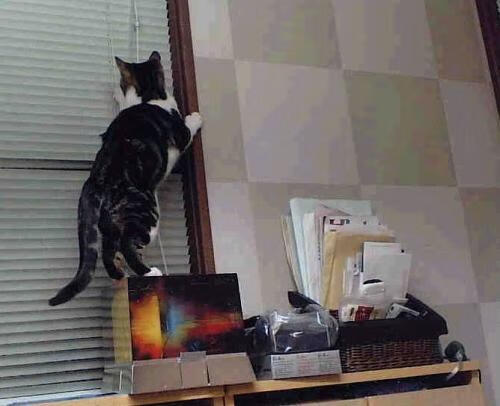 戏剧性的双重焦点，戈贝尔争议上热搜，热火却在用另一种方式击沉鹈鹕