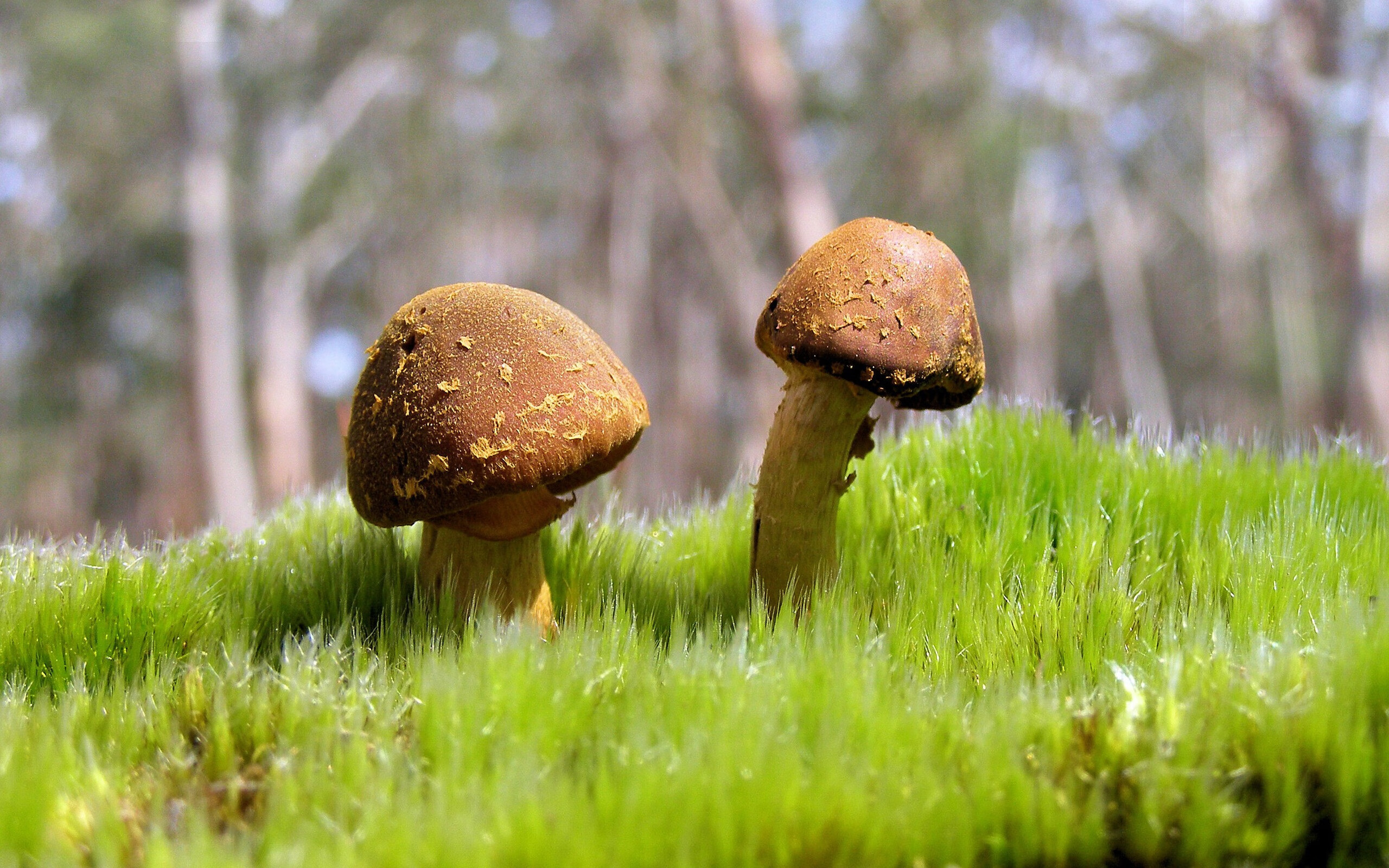 开云体育登录-绝境拔刀，东契奇关键三分钟如何击碎浙江队的钢铁防线