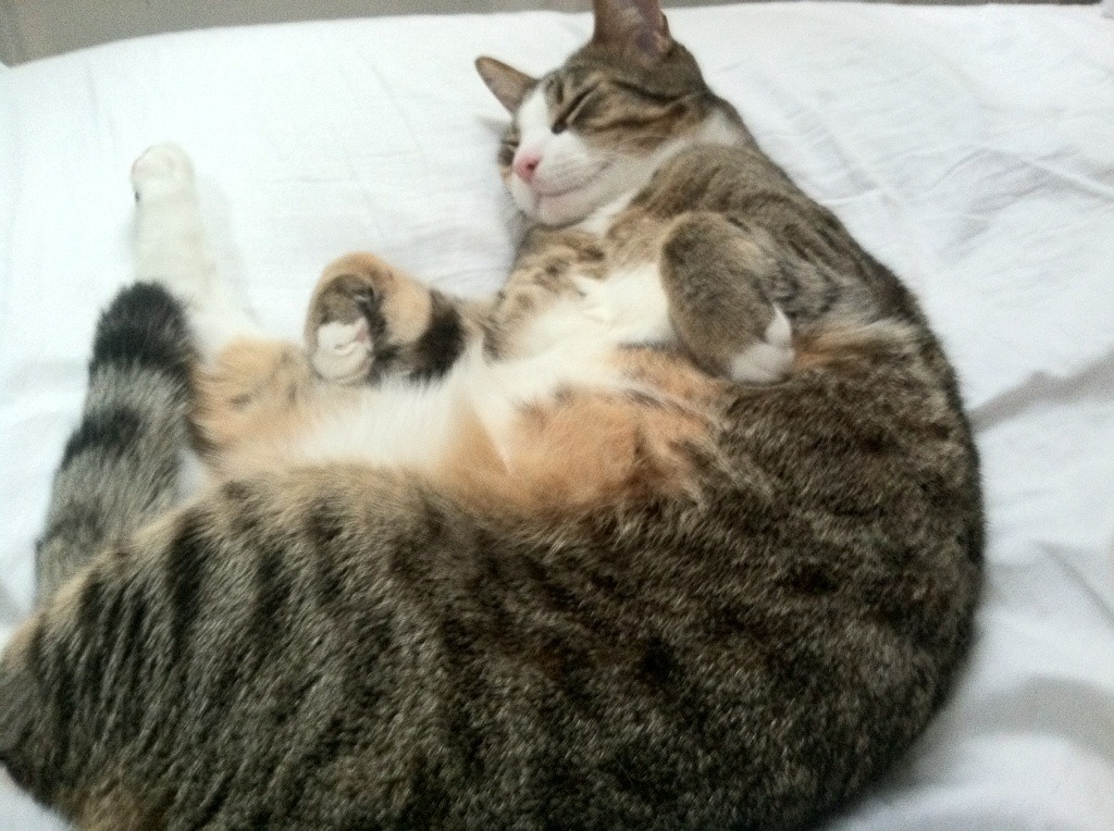 开云sport-孤星灼空，哈登的篮球法则与火箭升空的暗影