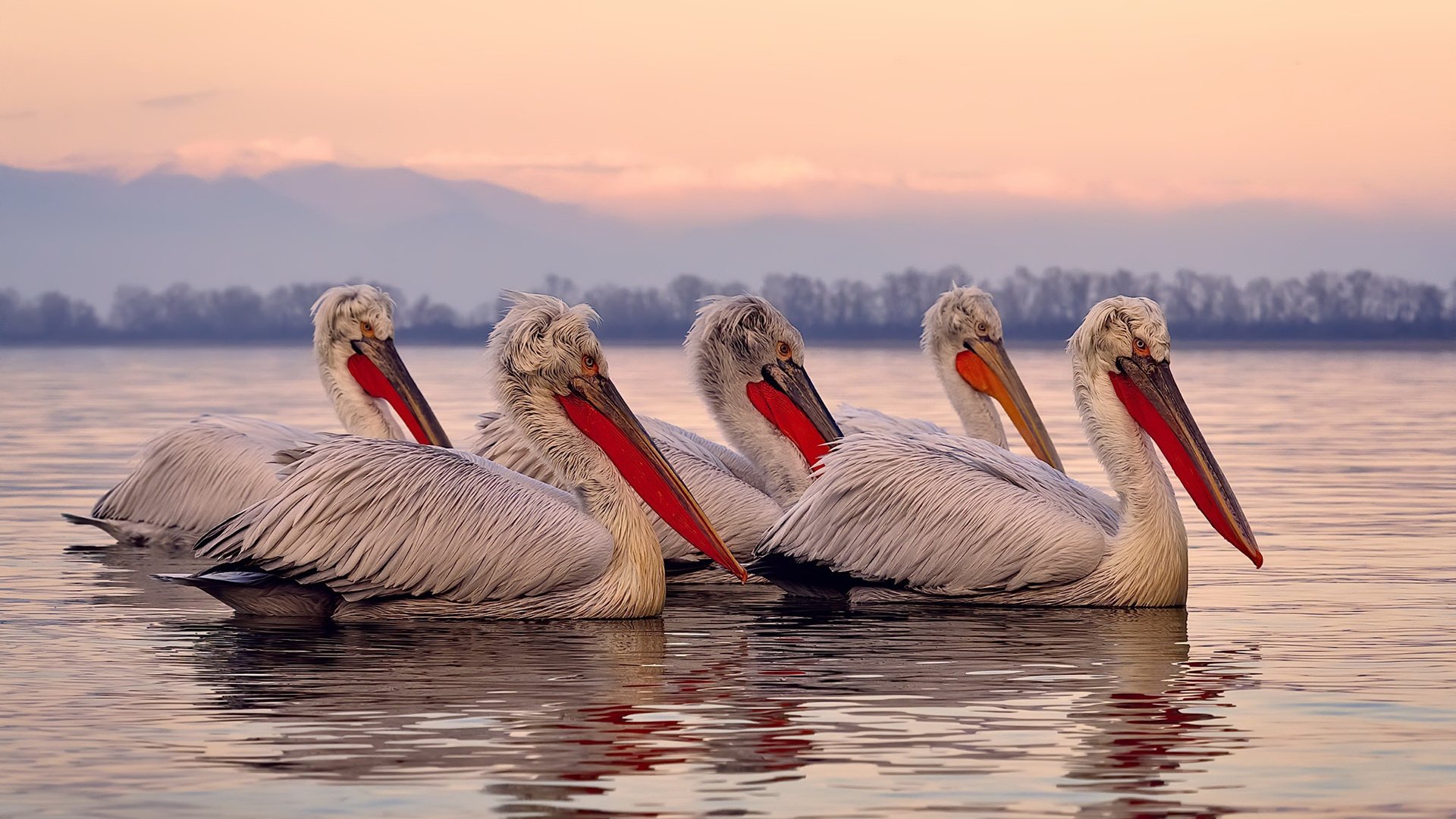 开云体育登录-狼群的交响与镰刀的独舞，同一夜的篮球双重奏
