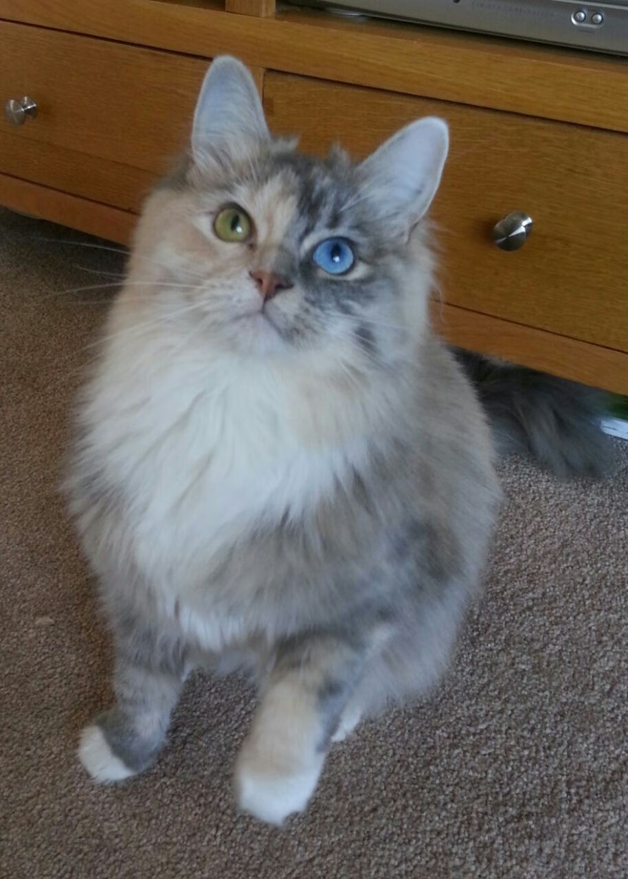 开云体育APP下载-蜂刺出鞘,文班亚马与一场隐喻式逆转背后的胜利哲学