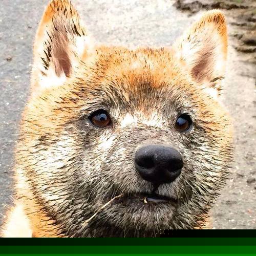 东决焚夜，巴雷拉之火与篮球的焚我哲学