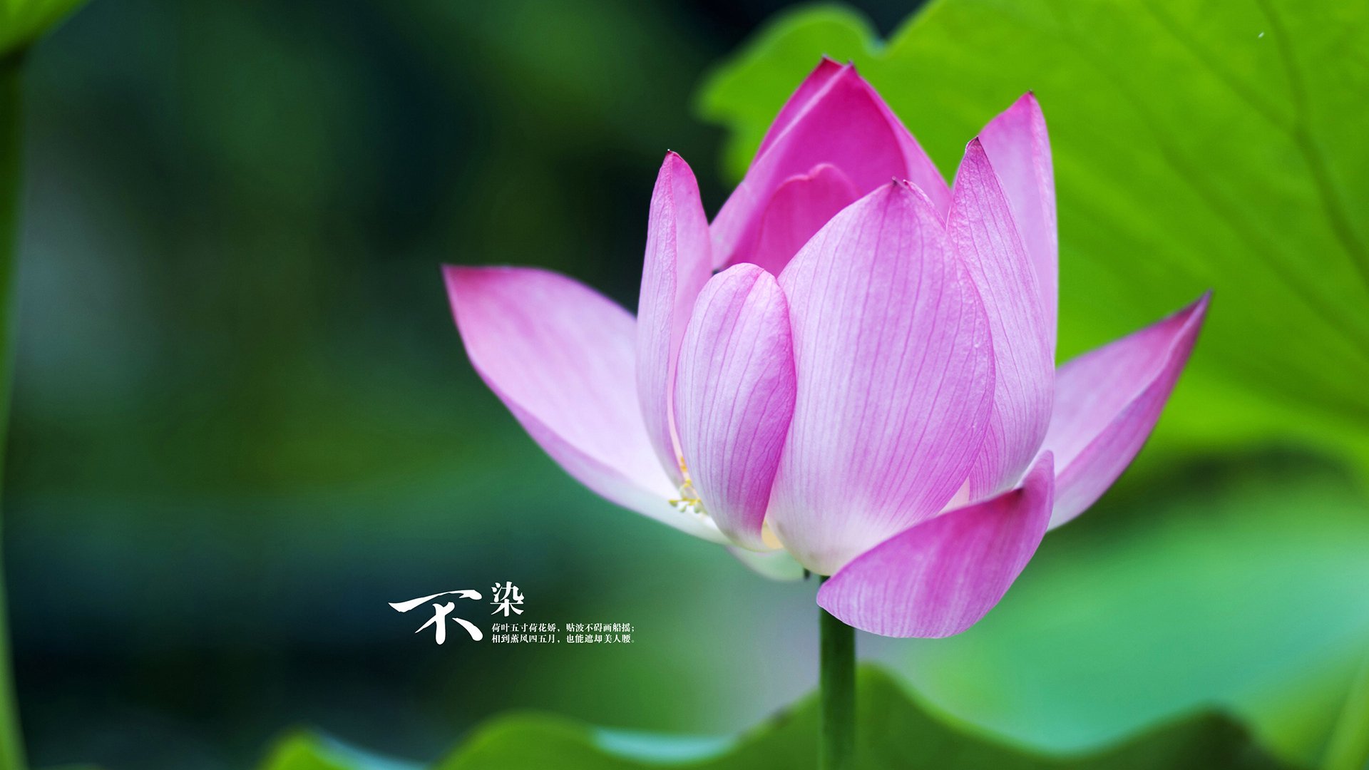 开云体育APP下载-闪电战撕裂沙漠防线,登贝莱领衔快速反击,美国队锁定2026世界杯D组出线权